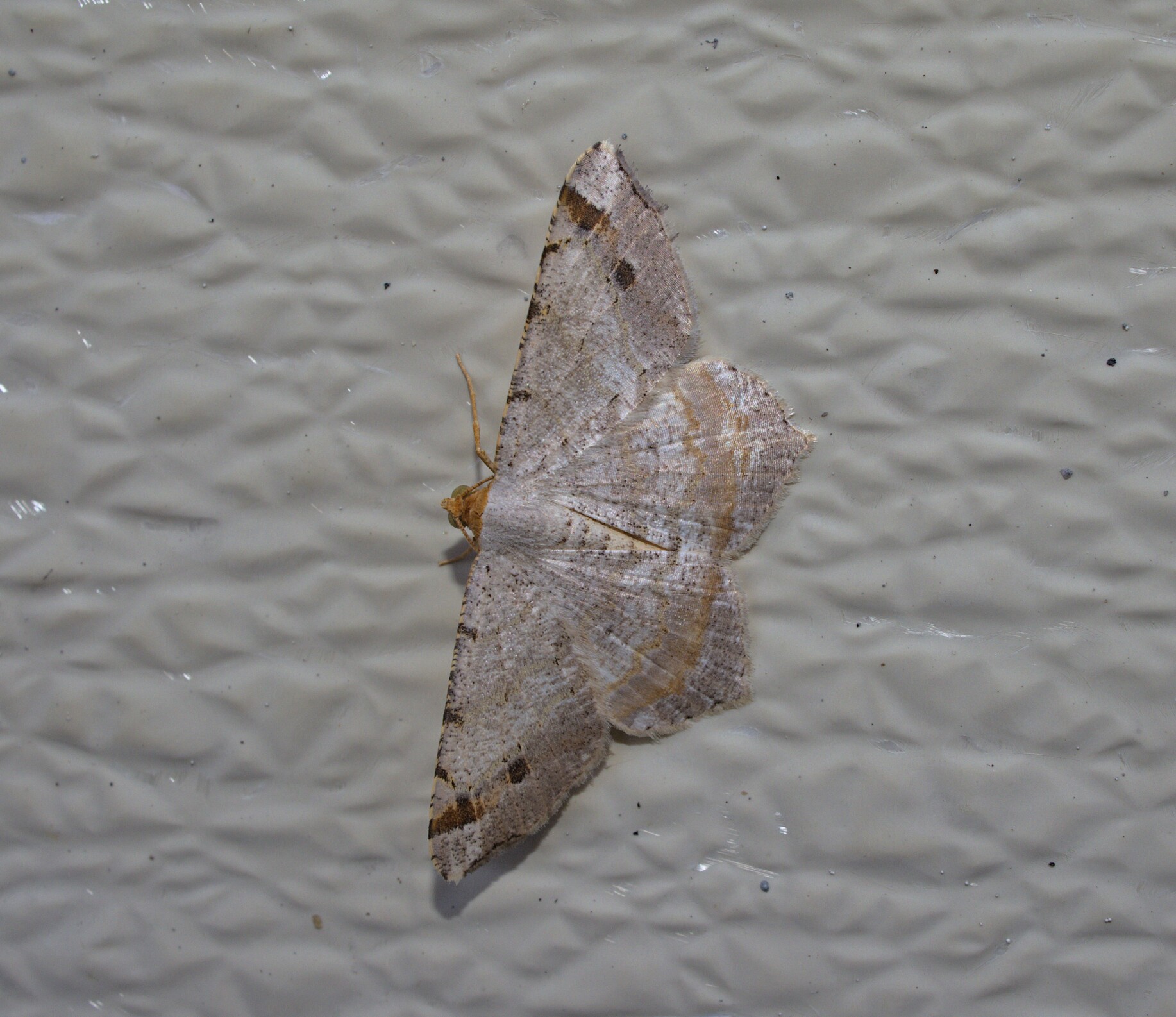 Ginger_20210812.jpg